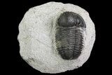 Bargain, Gerastos Trilobite Fossil - Morocco #69100-1